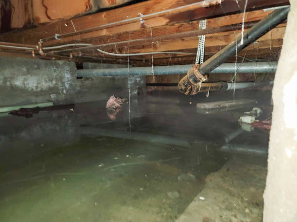 Best Water damage cleanup near me  in Sycamore, IL